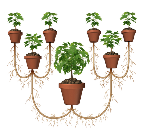 Poszerzanie rynku zbytu