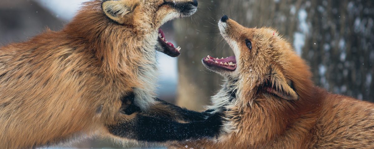 Jak wygrać kłótnię i spór? Argument i negocjacje żeby się nie kłócić 4 Jak wygrać kłótnię?
