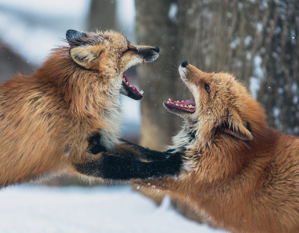 Jak wygrać kłótnię?